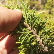 Image of Juniperus monticola subsp. compacta