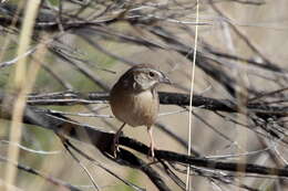 Image de Bruant de Botteri