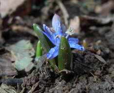 Image of Scilla vindobonensis Speta