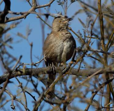 Imagem de Toxostoma bendirei (Coues 1873)