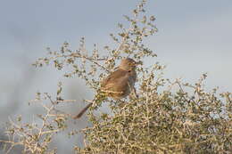 Imagem de Toxostoma bendirei (Coues 1873)