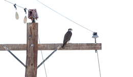 Image of Prairie Falcon