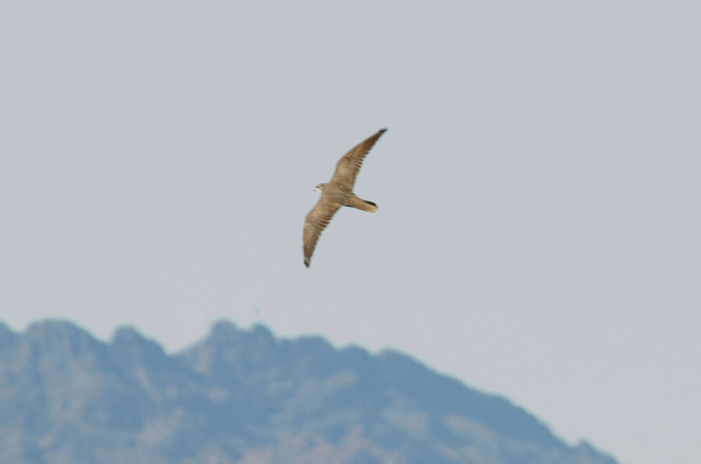 Image of Prairie Falcon