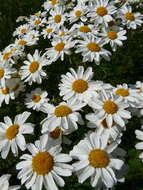 Image of corymbflower tansy