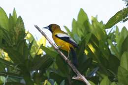 Imagem de Icterus leucopteryx (Wagler 1827)