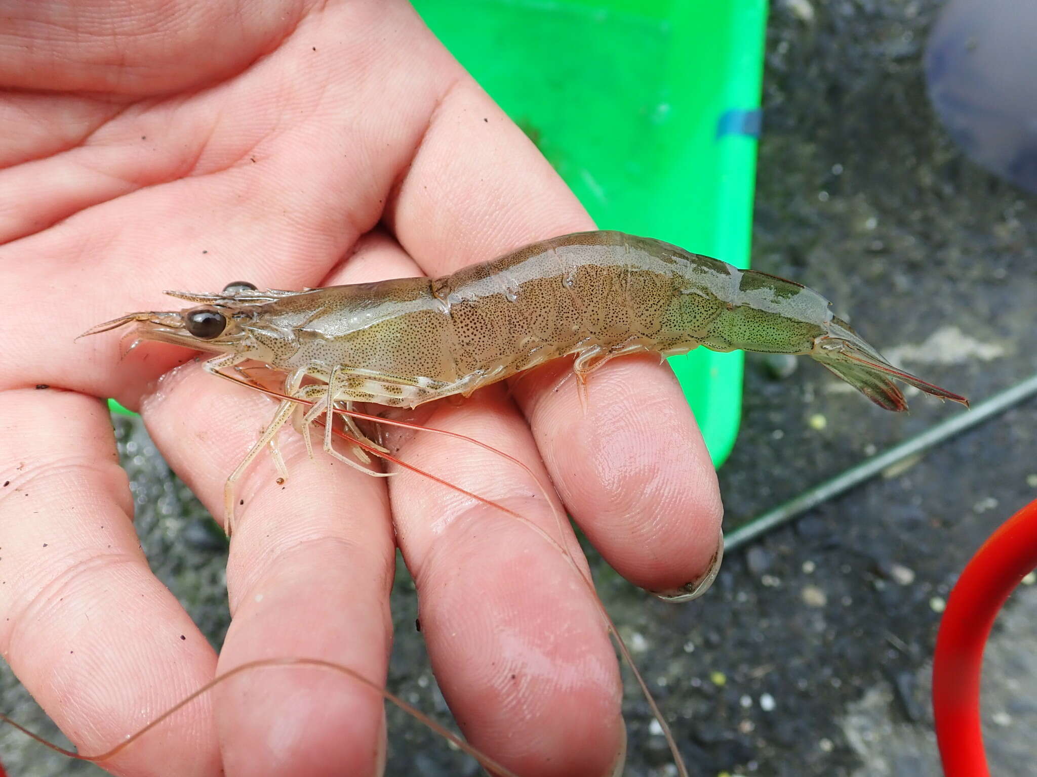 Image of greasyback shrimp