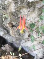 Слика од Aquilegia desertorum (M. E. Jones) Cockerell ex Heller