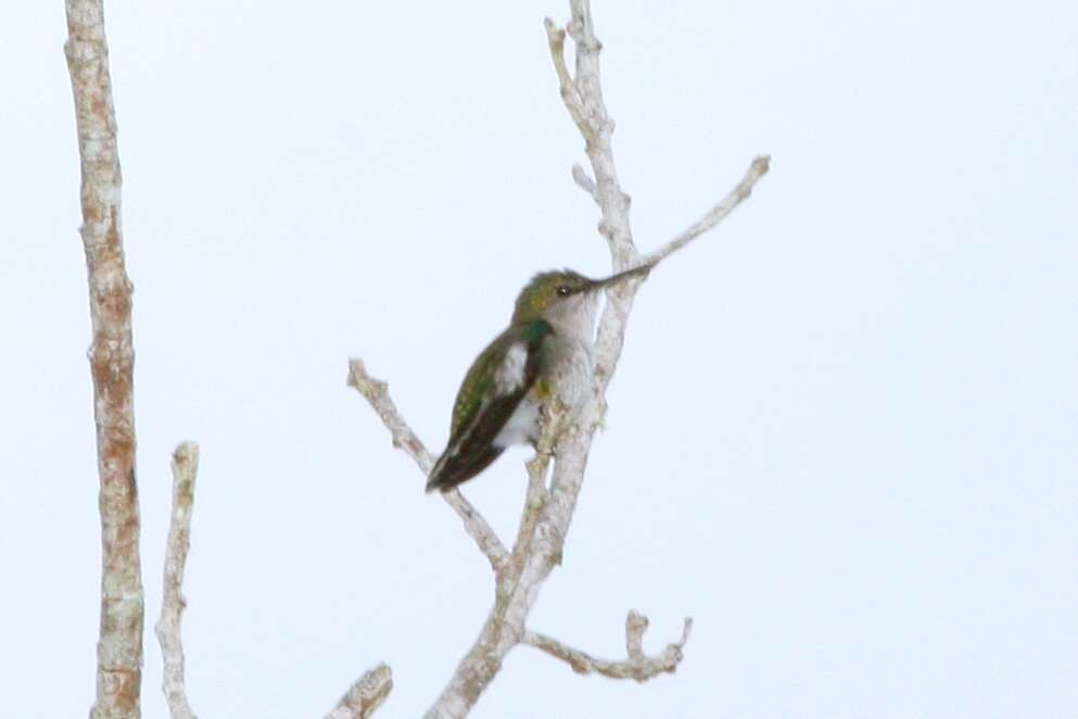 Image of Vervain Hummingbird