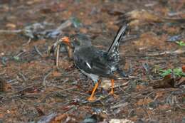 Image of White-chinned Thrush