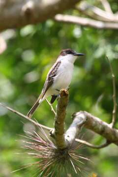 Image of Loggerhead Kingbird