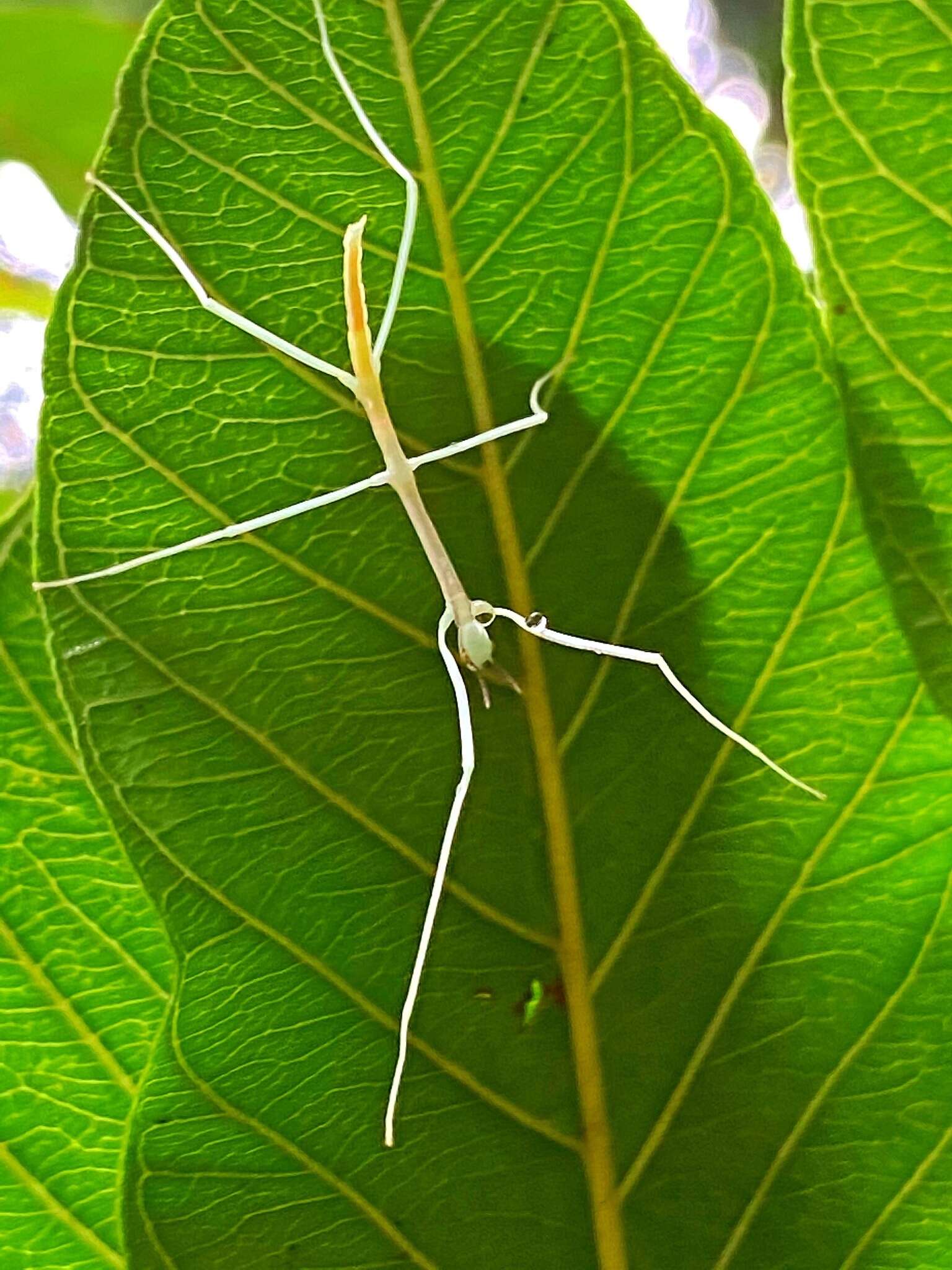 Image of Cladoxerus cryphaleus (Westwood 1859)