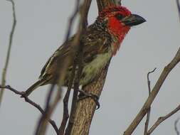 Image of Vieillot's Barbet