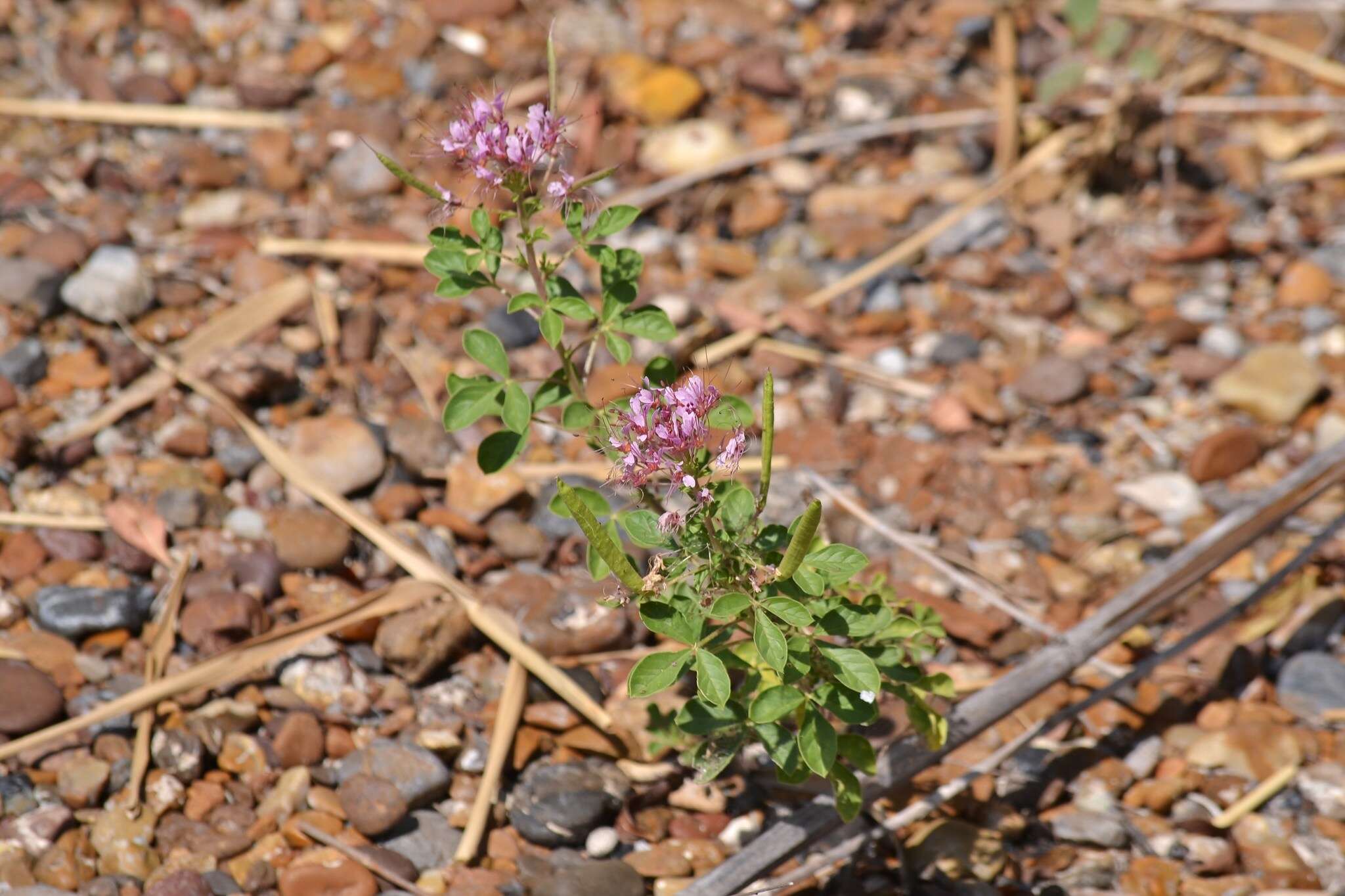 Imagem de Polanisia dodecandra subsp. riograndensis Iltis