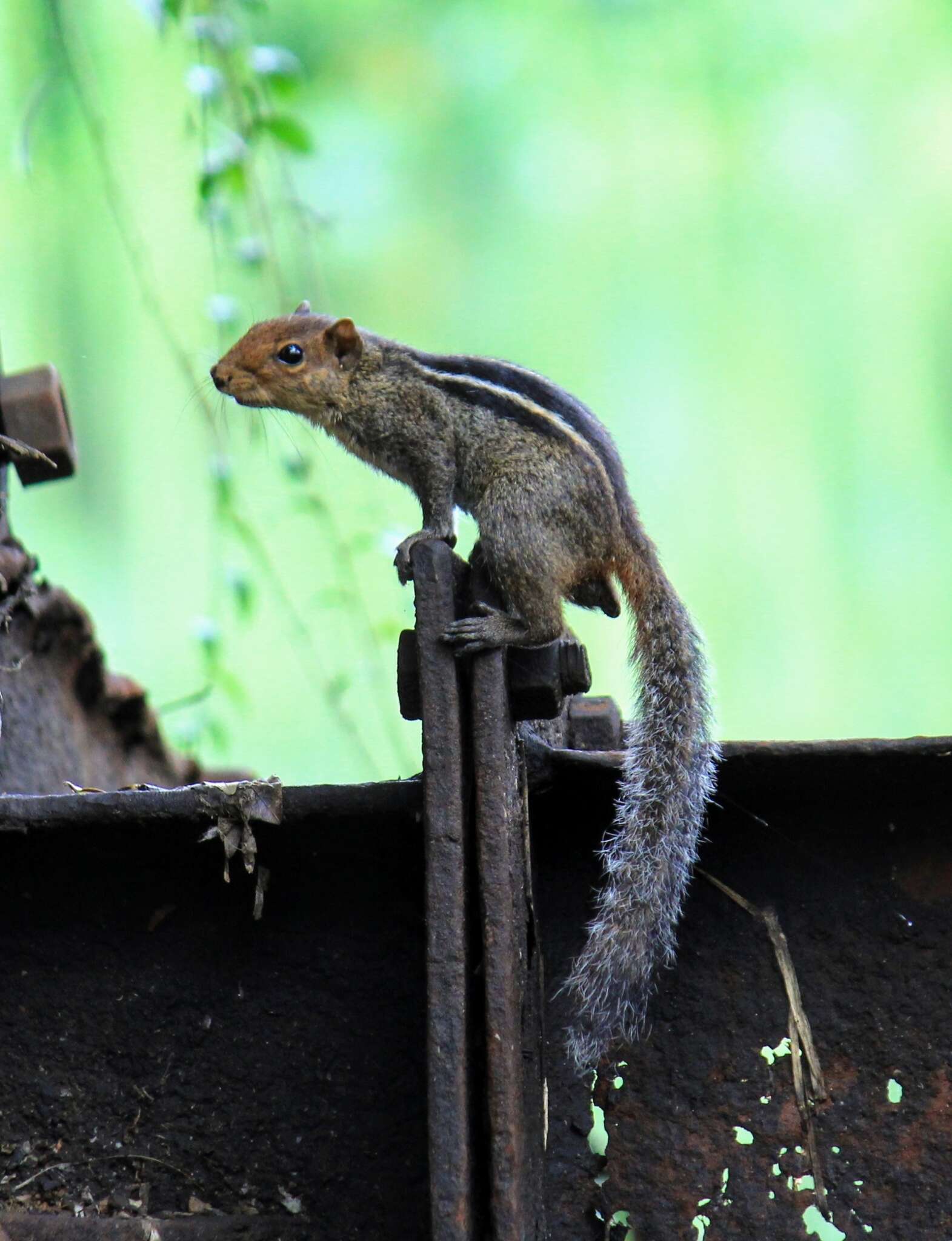 Image of Jungle Palm Squirrel