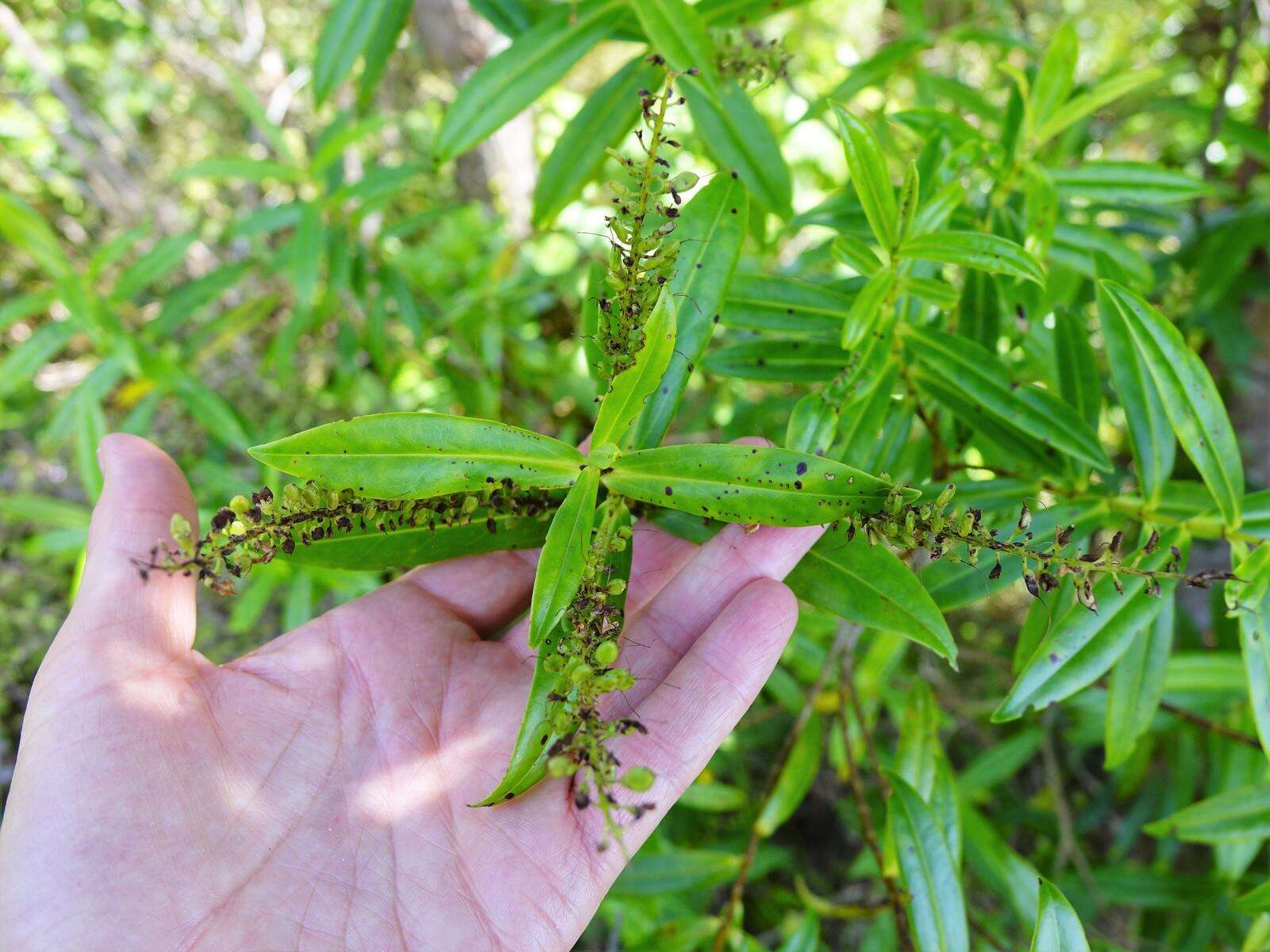 Image of Veronica stricta Banks & Soland. ex Benth.