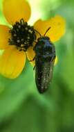 Image of Acmaeodera impluviata Mannerheim 1837