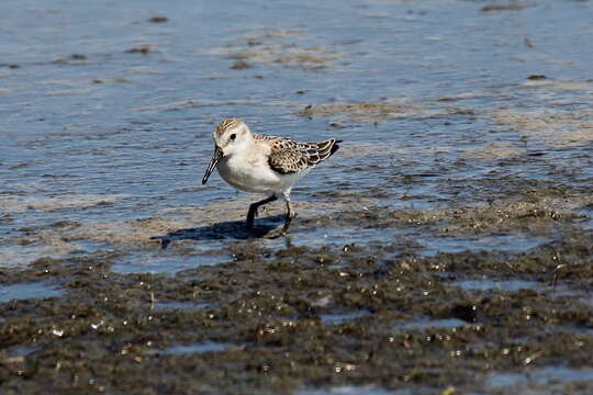 Image of Western Sandpiper