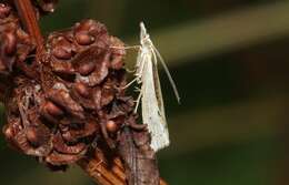 صورة Orocrambus ramosellus Doubleday 1843