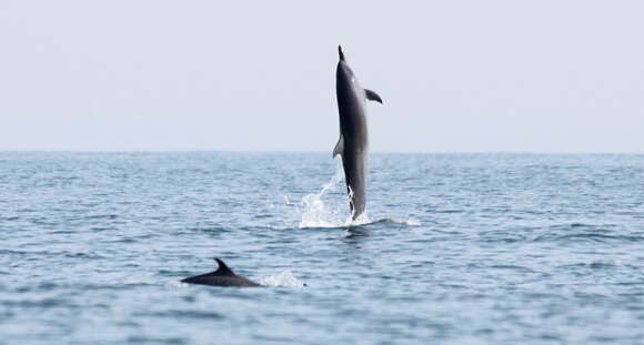 Image of Bridled Dolphin