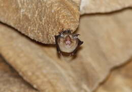 Image of Croslet Horseshoe Bat