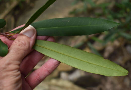 Imagem de Tristaniopsis exiliflora (F. Müll.) P. G. Wilson & J. T. Waterhouse