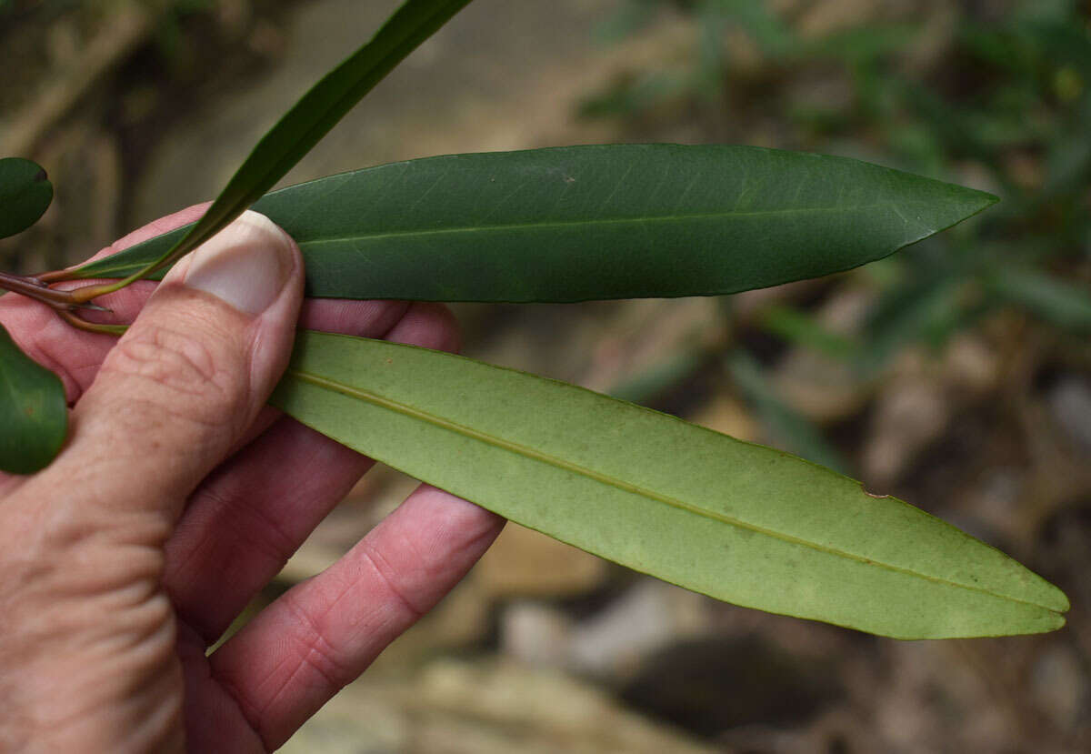 Image of Tristaniopsis exiliflora (F. Müll.) P. G. Wilson & J. T. Waterhouse