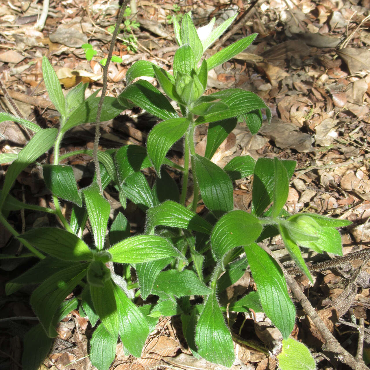 Image of Heller's marbleseed