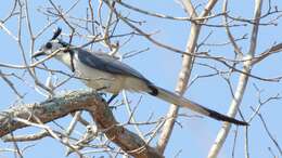 Image of Magpie-jay