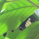 Sivun Papilio iswara White 1842 kuva