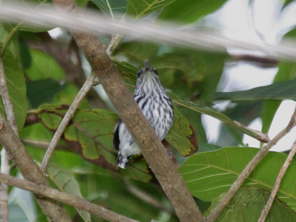 Image of Pacific Antwren