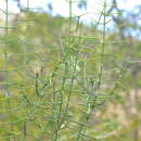 Image of Catesbaea holacantha C. Wright ex Griseb.