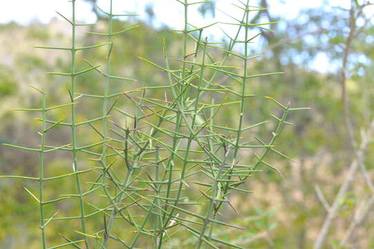 Image of Catesbaea holacantha C. Wright ex Griseb.