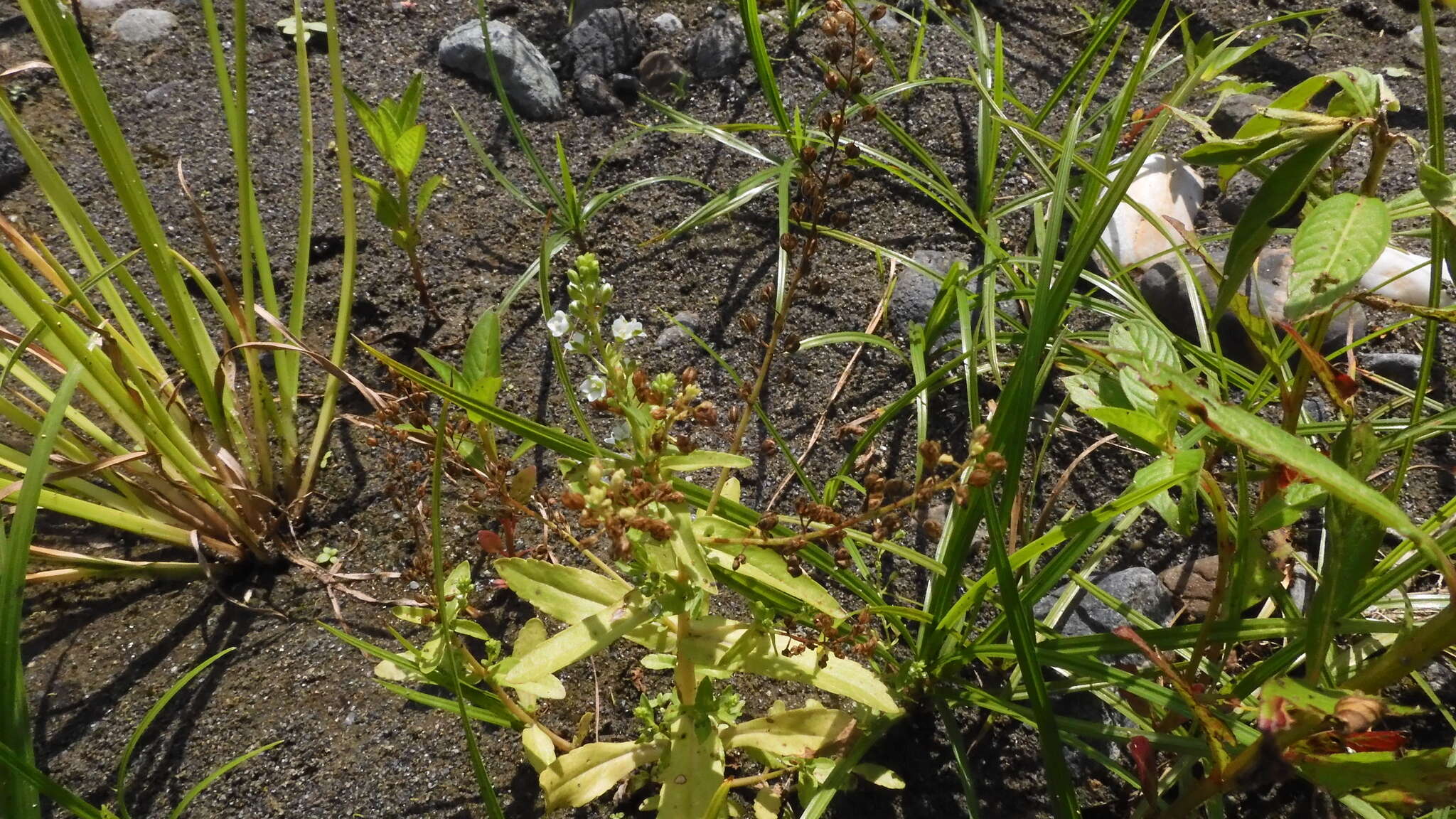 Image of undulate speedwell