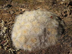 Image of Mammillaria glassii R. A. Foster