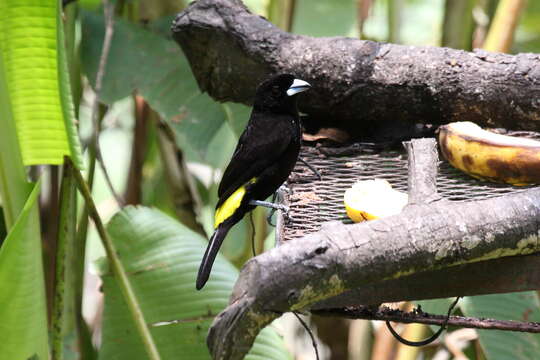 Image of Flame-rumped Tanager