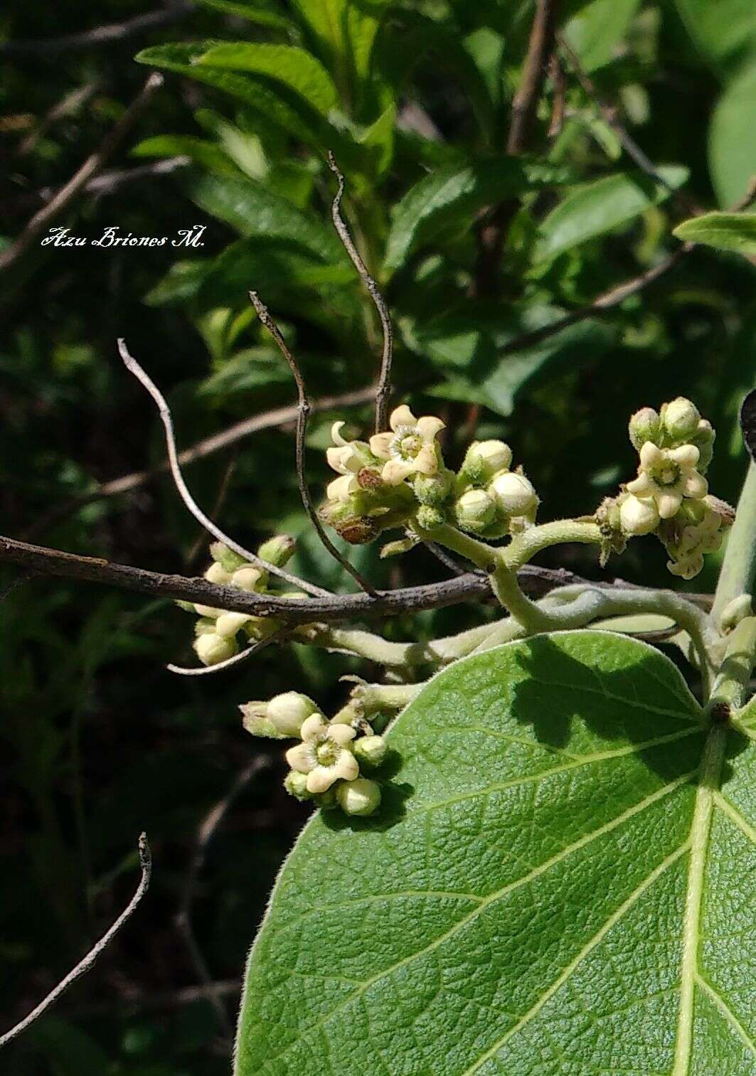 صورة Marsdenia mexicana Decne.