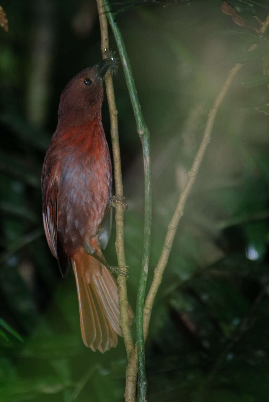 Image of Red-crowned Ant Tanager