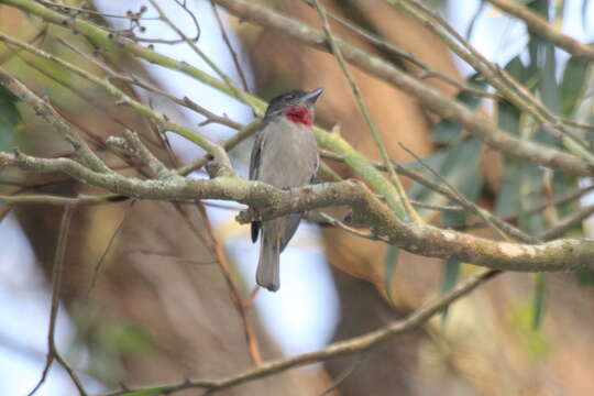 Image of Rose-throated Becard