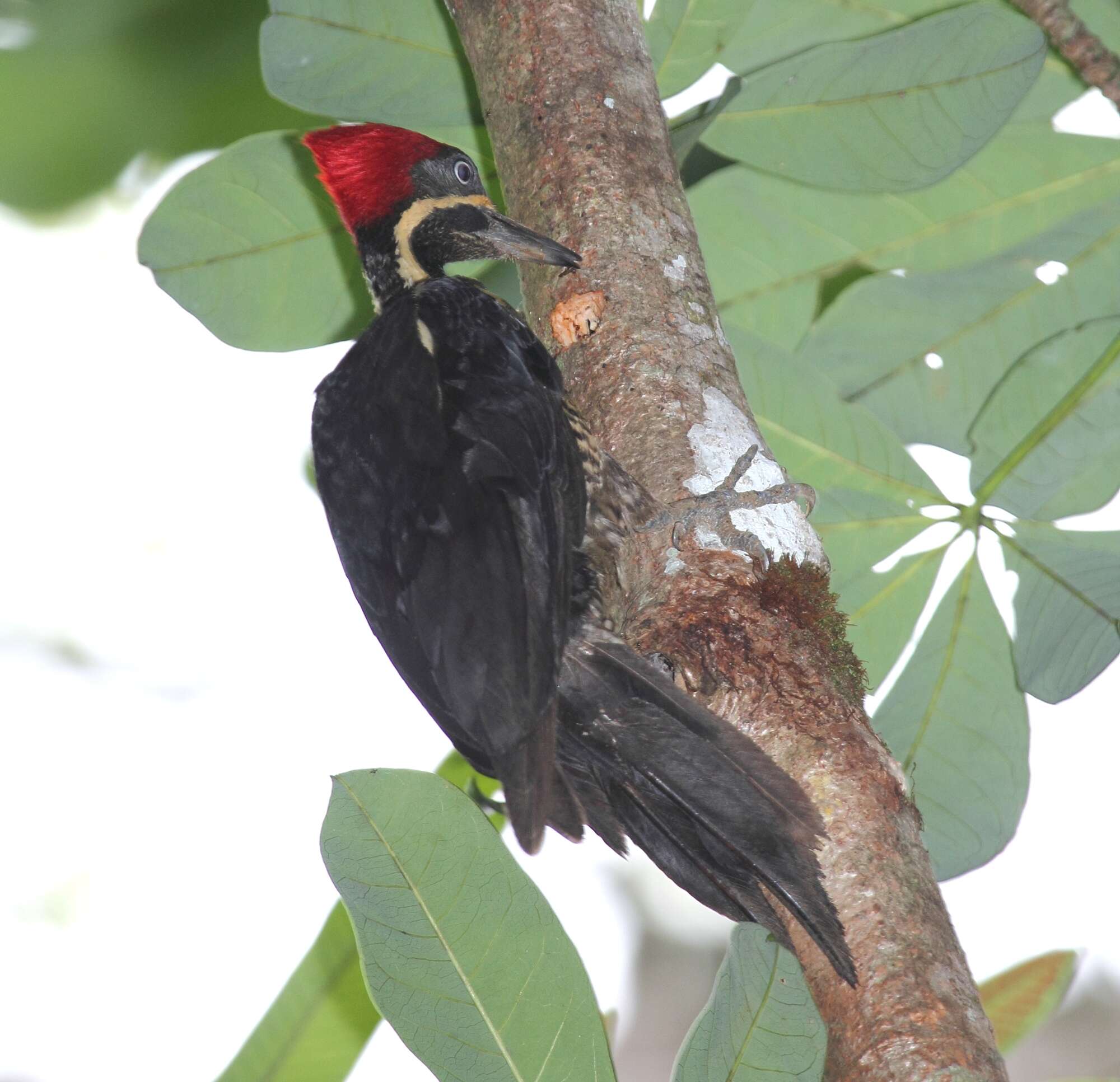 Image of Lineated Woodpecker