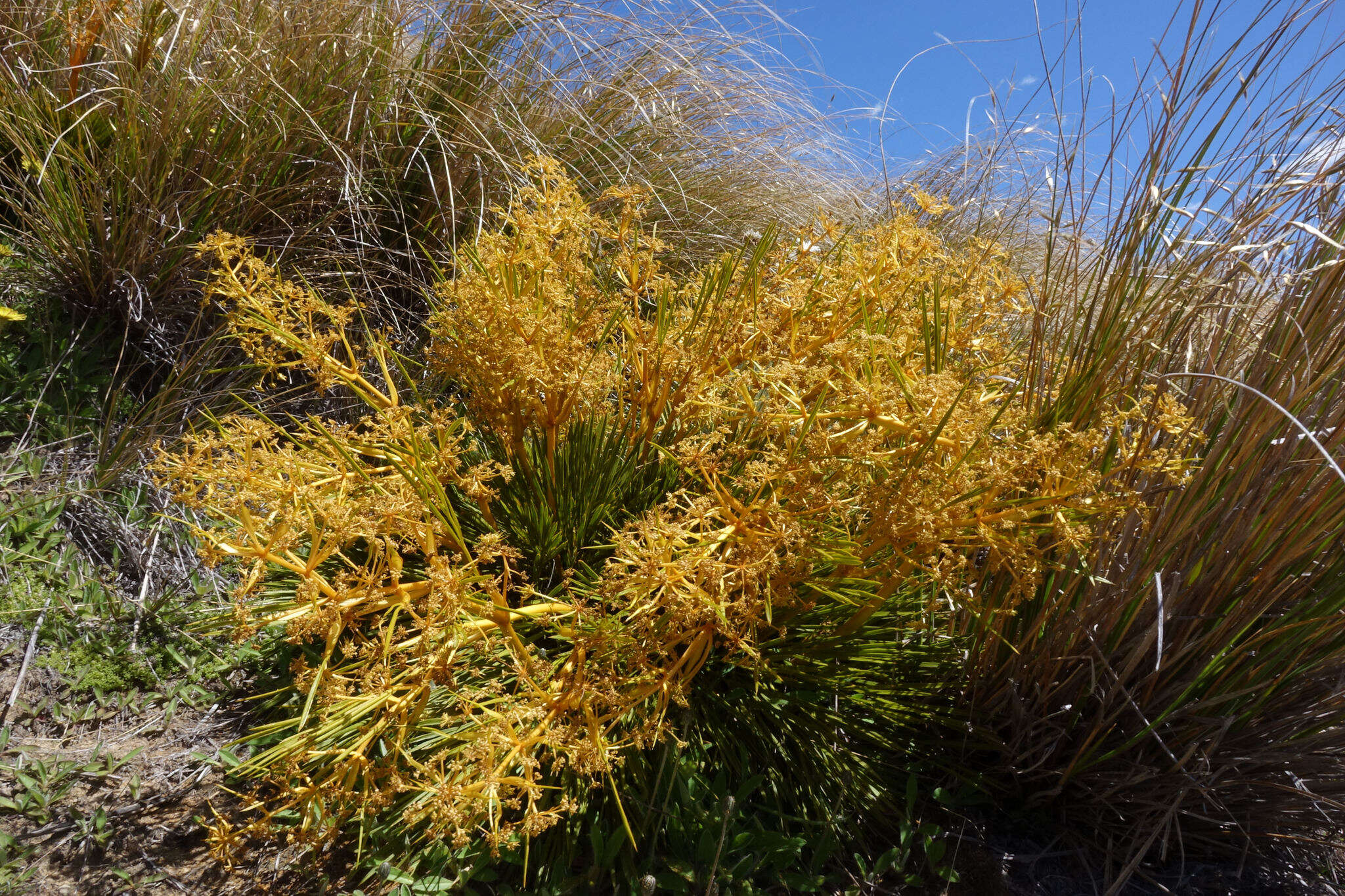 Image of Aciphylla montana Armst.