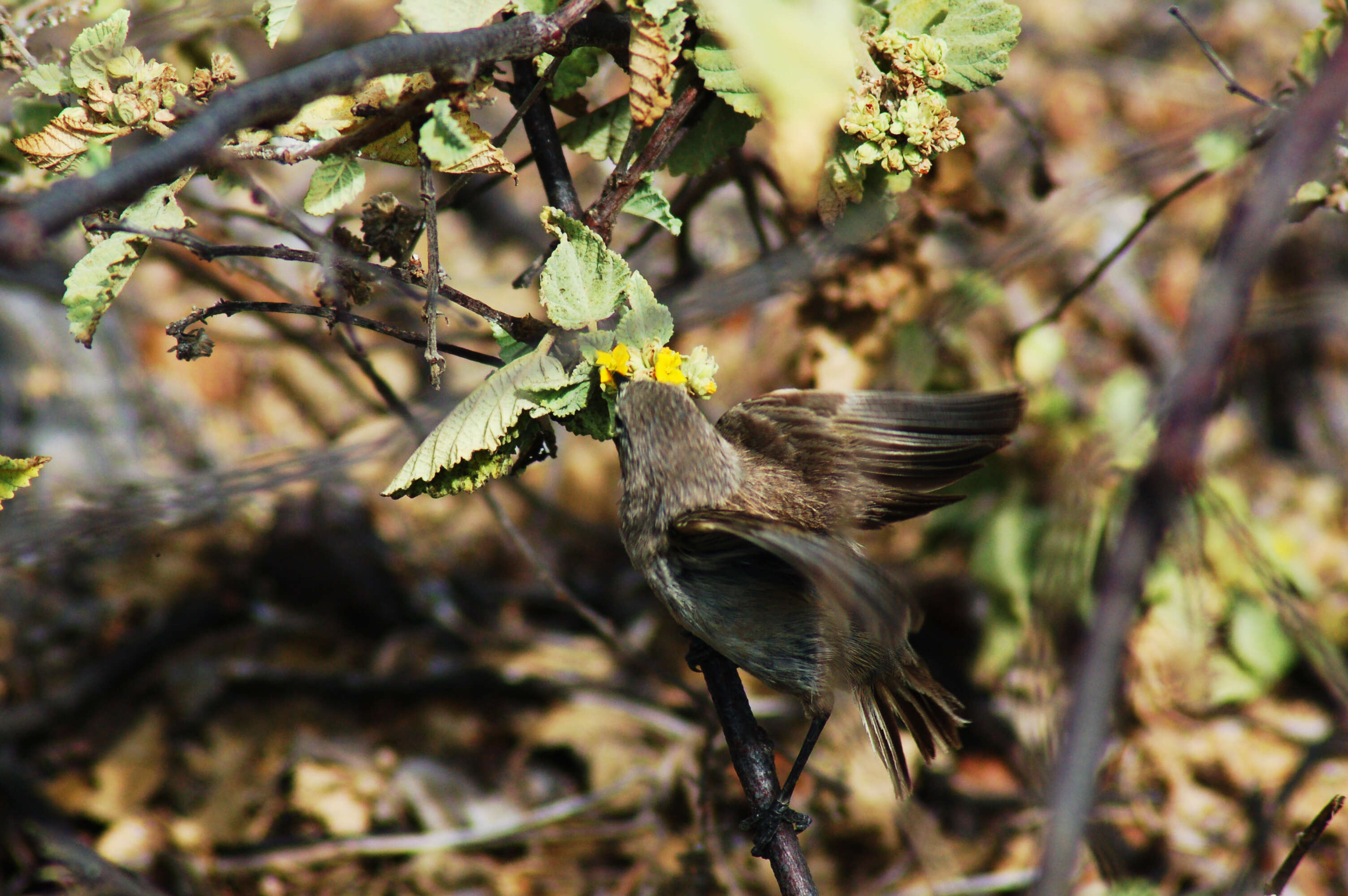 Image of Vampire Ground Finch