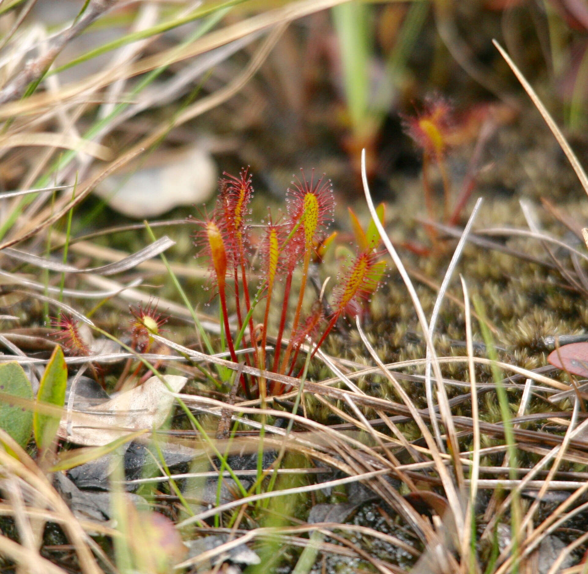 صورة Drosera anglica Huds.