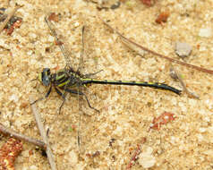 Image of Phanogomphus diminutus (Needham 1950)