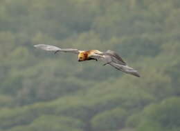 Image of Greater Mascarene Flying Fox