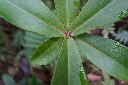 Image of Foetidia mauritiana Lam.