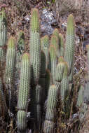 صورة Cleistocactus buchtienii Backeb.