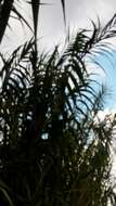 صورة Arundo donax L.