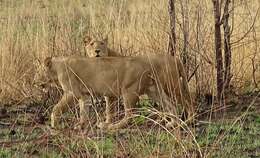 Image of Barbary lion