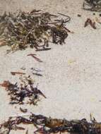 Image of Habroscelimorpha dorsalis media (Le Conte 1856)