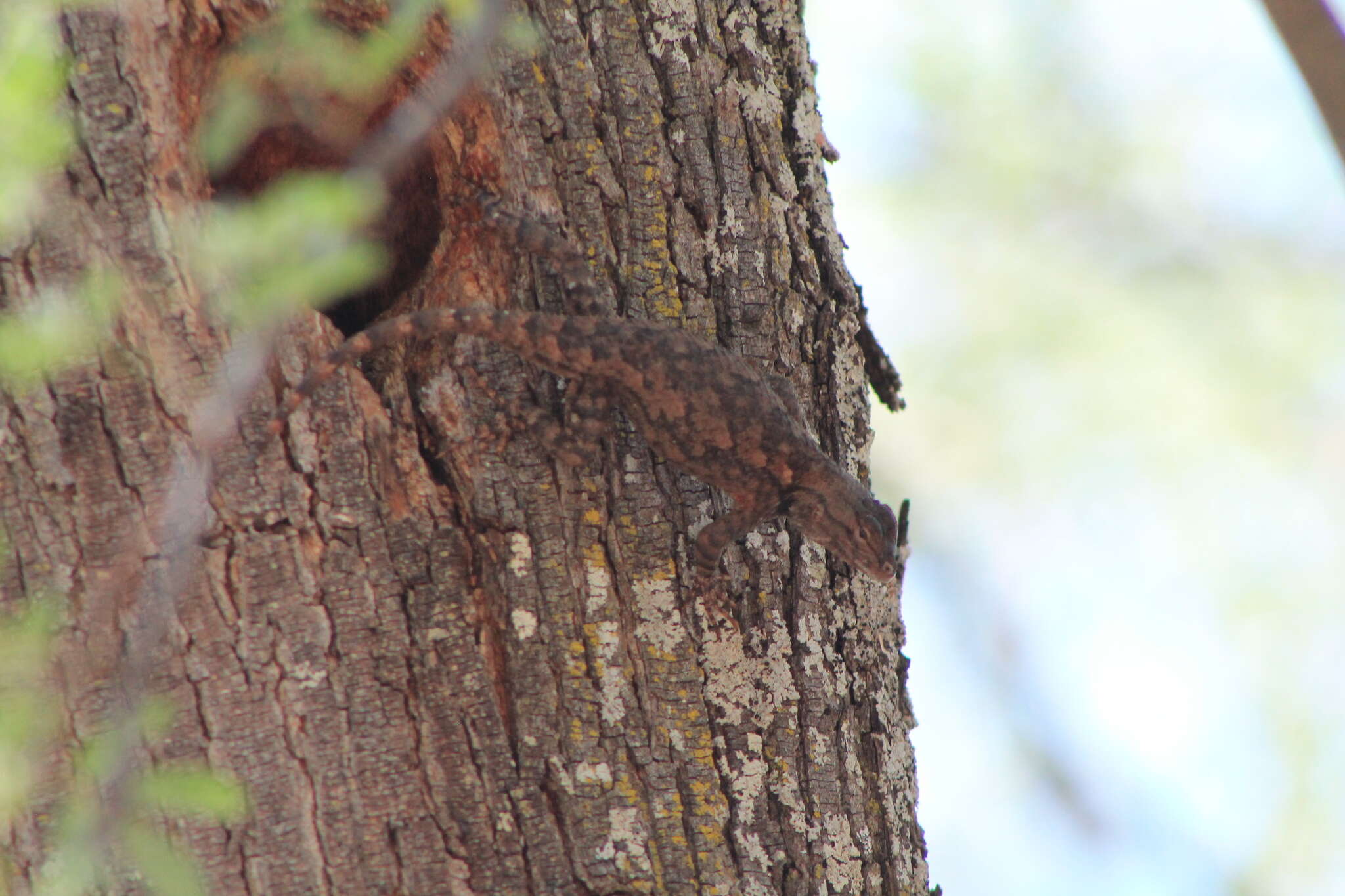 Sceloporus lemosespinali Lara-góngora 2004 resmi